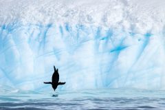 2023-Audubon-Chinstrap-Penguin-scaled