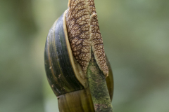 African-land-snail-invertibrate