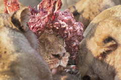 Karen-Daily-Dozen-National-Geographic-2019-2