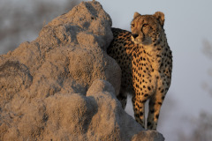 Karen-Editors-Choice-National-Geographic-2019-1