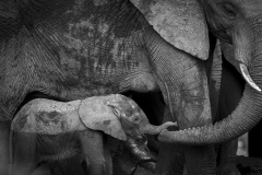 Karen-Finalist-2022-Africas-Photographer-of-the-Year-1