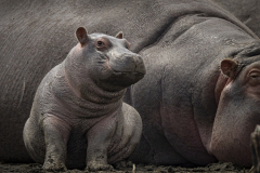 Karen-Finalist-2022-Natural-History-Museum-Wildlife-Photographer-of-the-Year-1
