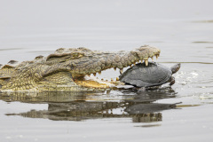 Karen-Finalist-Africa-Geographic-Photographer-of-the-Year-2024
