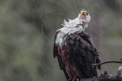 Karen-Finalist-Bird-Photographer-of-the-Year-2023_-1