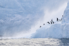 Karen-Shortlist-2023-International-Wild-Bird-Photo-Competition-2-Shortlist-Festival-de-LOiseau-et-de-la-Nature-2022