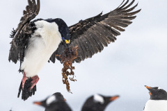 Karen-Shortlist-2023-International-Wild-Bird-Photo-Competition