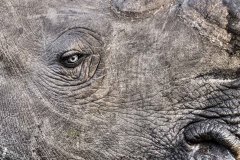 Karen-Top-101-2023-Africa-Geographic-Photographer-of-the-Year-Shortlist-2022-Wilderness-Photo-Competition-Top-10-Pro-Category-2022-South-African-Photographer-of-the-Year-1