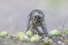 Karen-Winner-Mile-High-Wildlife-Photo-Contest-2019