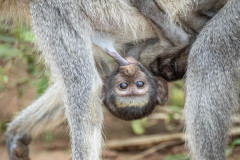 Karen-Winner-Mile-High-Wildlife-Photo-Contest-2021-Top-250-2021-Share-the-View-International-Photography-Contest-2021-Top-Women-Photographers-of-2021-Share-the-View-2021-1