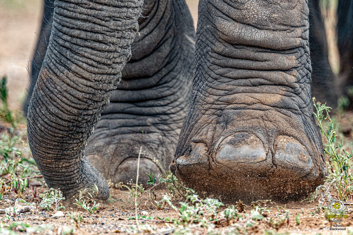 4 days In Search of Big Tuskers, Amboseli National Park 