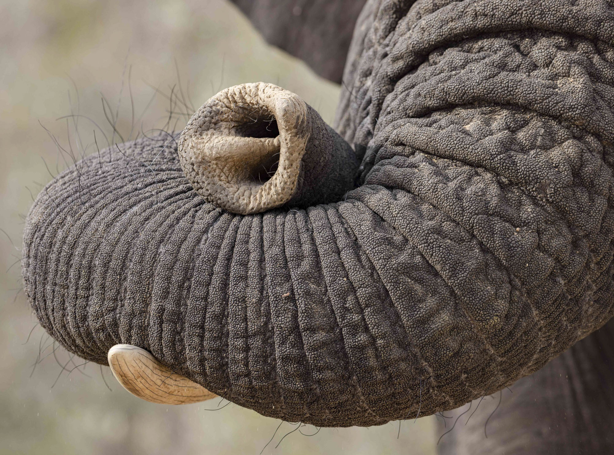 Karen - Top 101 - 2023 Africa Geographic Photographer of the Year Elephant Trunk
