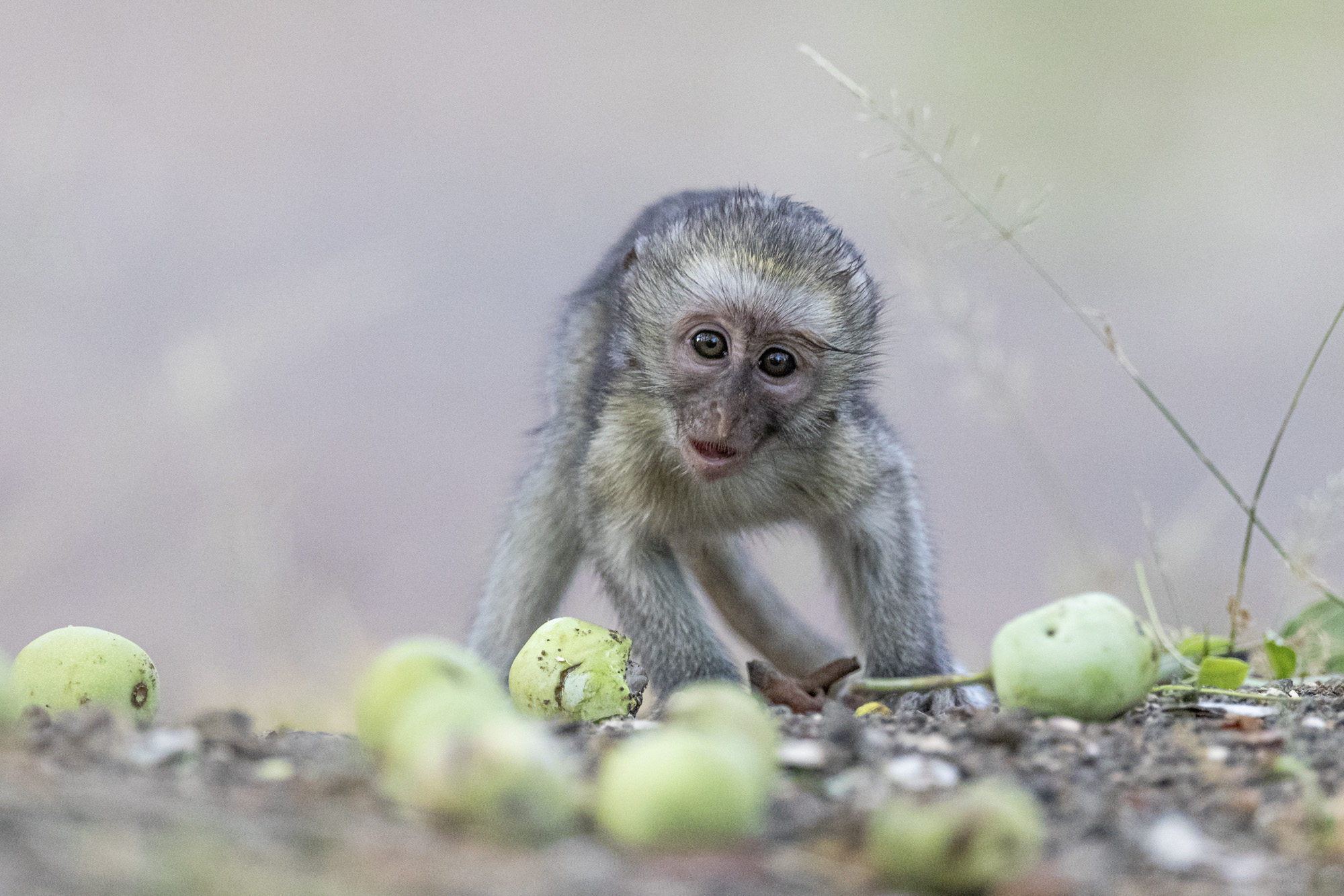 Kayce - Winner - Mile High Wildlife Photo Contest - 2019 - Baby Monkey