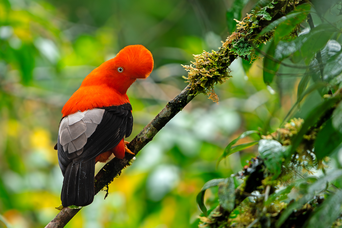 Cock-of-the-Rocks, Peru
