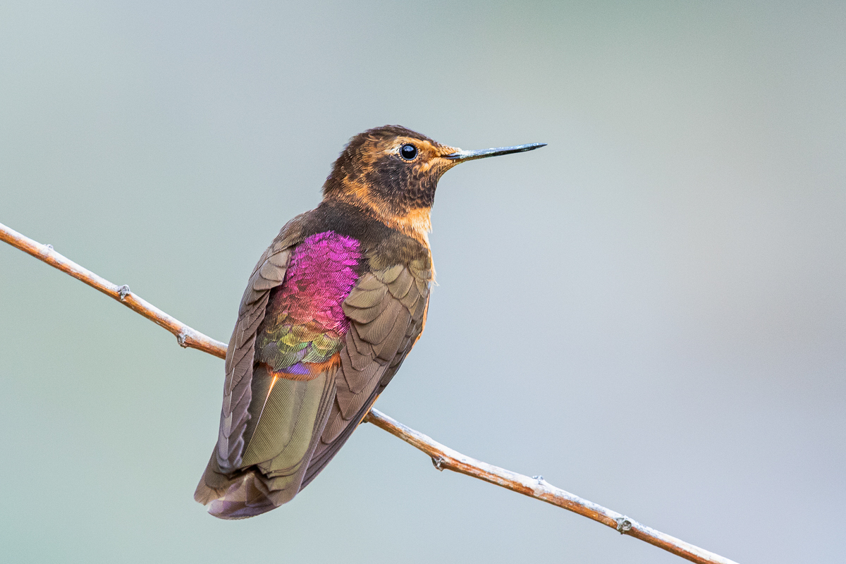 Shining Sunbeam Hummingbird, Peru