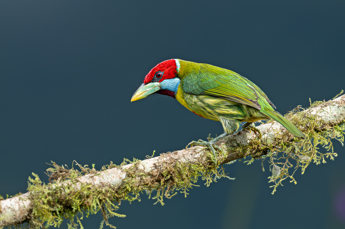 Versi-colored Barbet, Peru